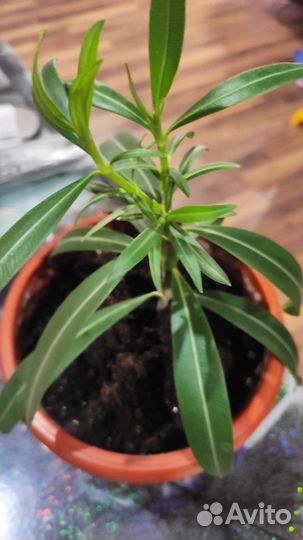 Олеандр розовый