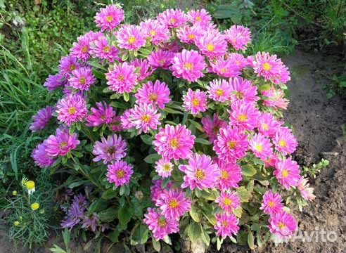 Ценителям красоты Астра многолетняя