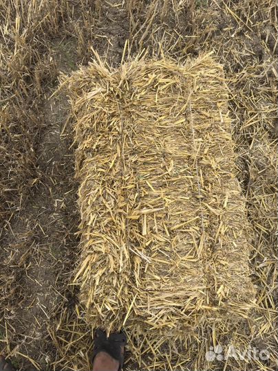 Солома ячменная и пшеница