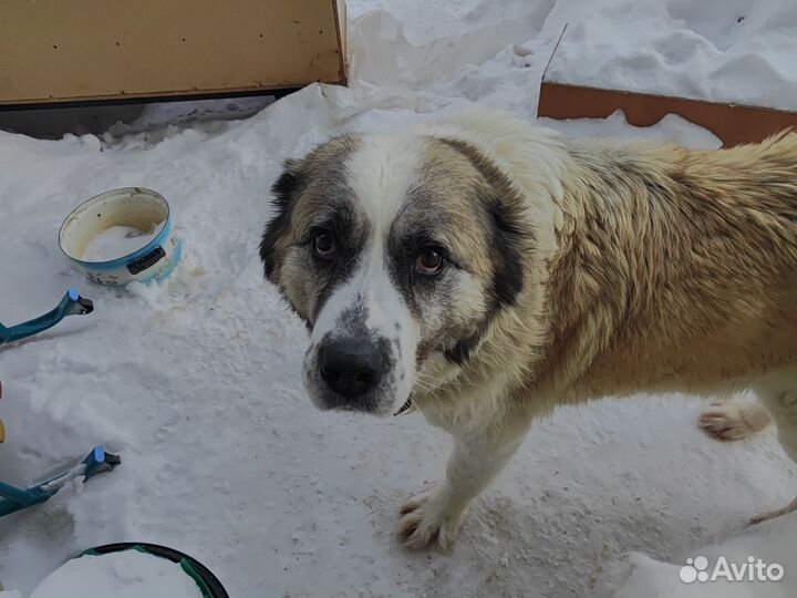 Собака алабай щенки
