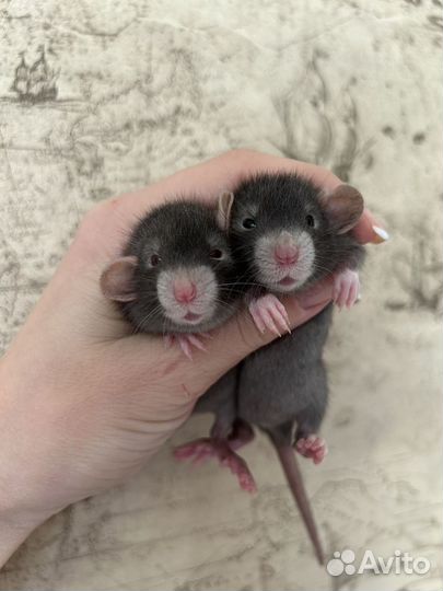 Ручные Крысята редкого окраса Devil