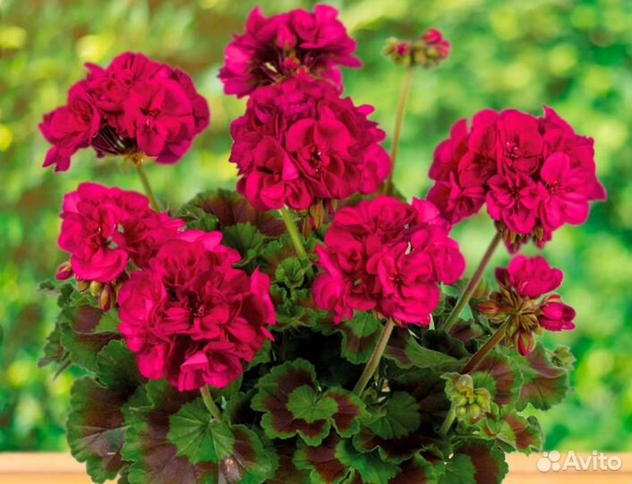Герань пеларгония