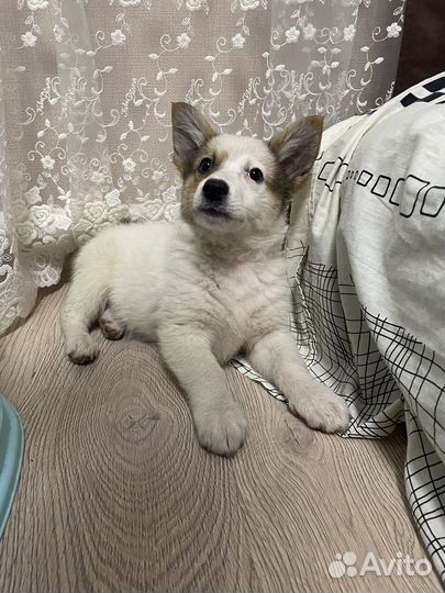 Собака в добрые руки щенок девочка