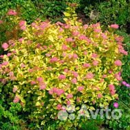 Снежноягодник, спирея, пузырепдлодник,рябинник