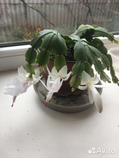 Комнатные цветы