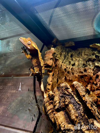 Реснитчатый бананоед