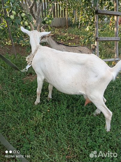 Коза дойная молочная
