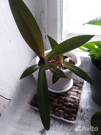 Традесканция рео