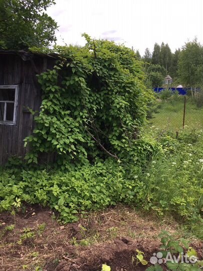 Растение садовое Лимонник