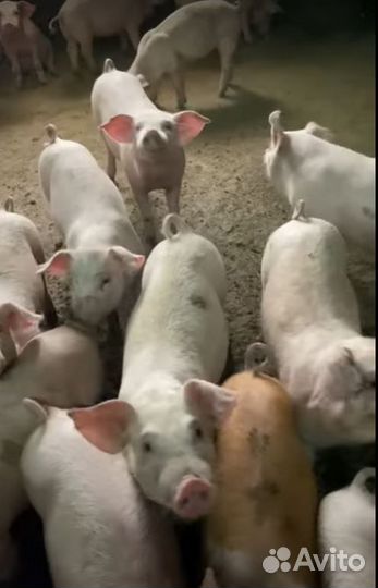 Мясо деревенское,свинина. Убой,доставка сегодня