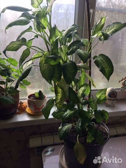 Диффенбахия