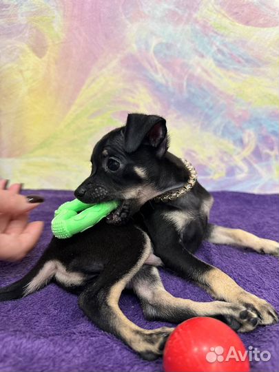 Той-терьер щенки