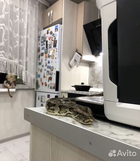 Змея для фотосессии. Тигровый Питон