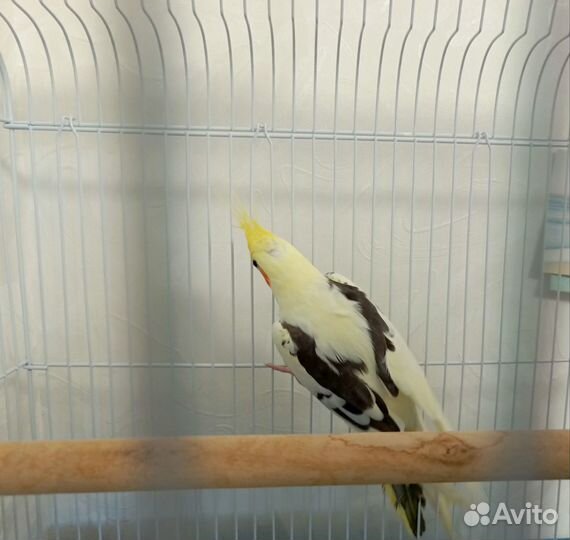 Попугай корелла + в подарок 7 кг корма