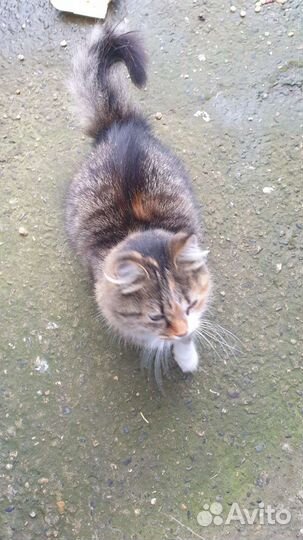 Ищем Добрые руки