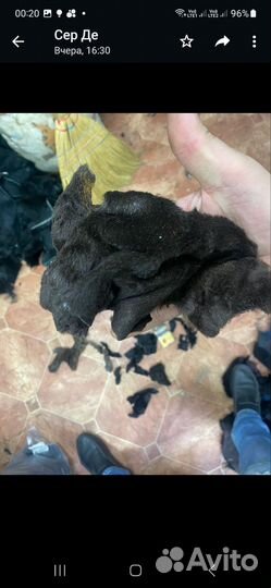 Куски лоскуты нутрии