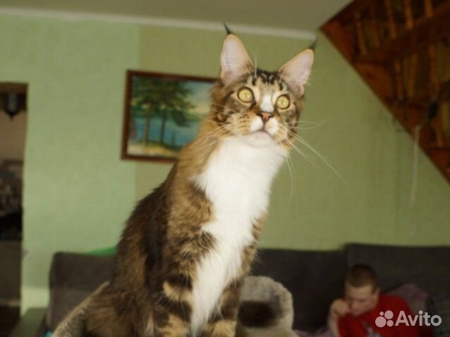 Супер котята
