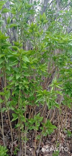 Белая сирень