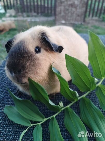 Морская свинка Калифорния