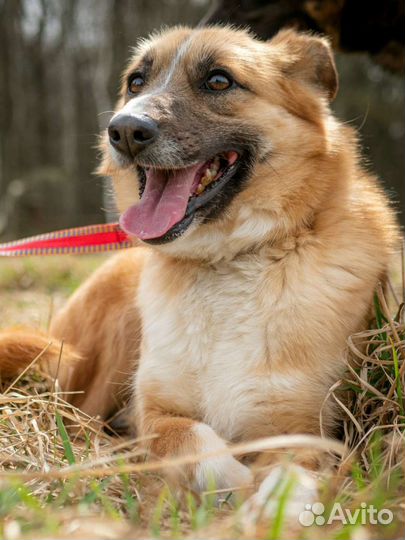 Рыжее счастье из приюта