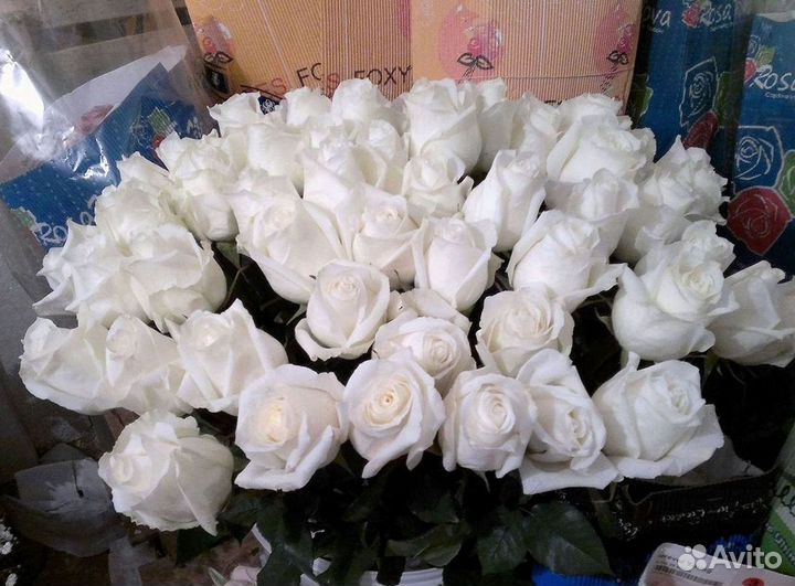 Высокие розы