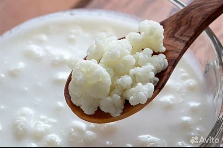 Тибетский молочный гриб