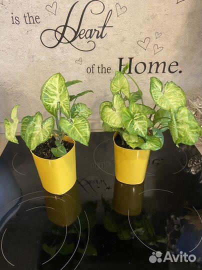 Комнатные цветы в наличии