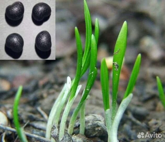 Семена черемши домашние (медвежий лук)