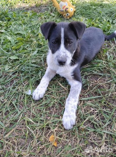 Отдам щенка в хорошие руки