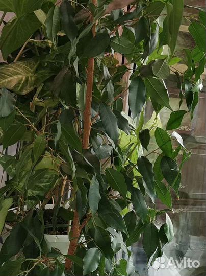 Фикус бенджамина, большой