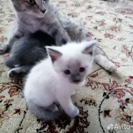Котята в добрые руки