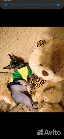 Канадский сфинкс эльф вязка