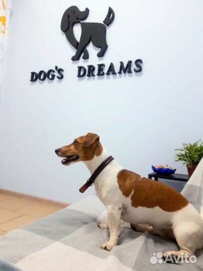 Грумер собак/кошек