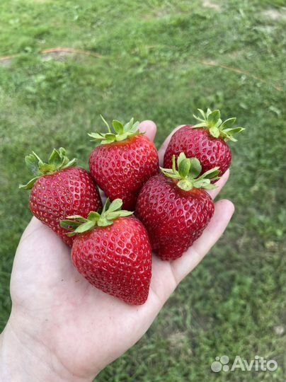 Клубника усы