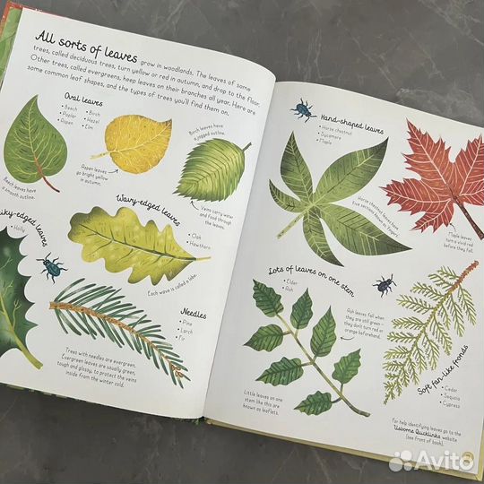 Usborne Woodland Book