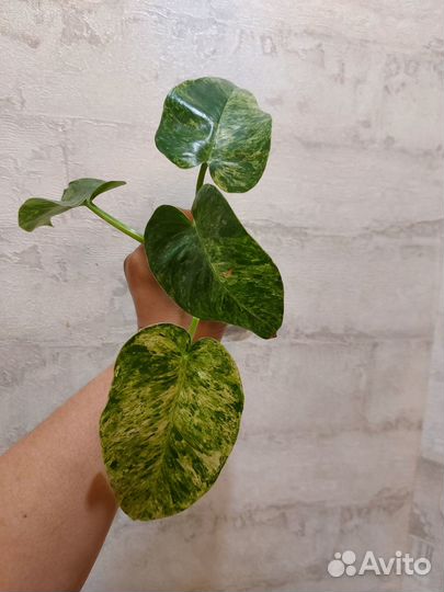 Филодендрон гигантум вариегатный