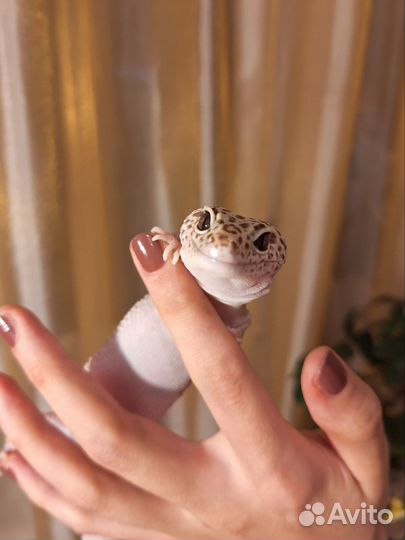 Геккон эублефар Дримсикл