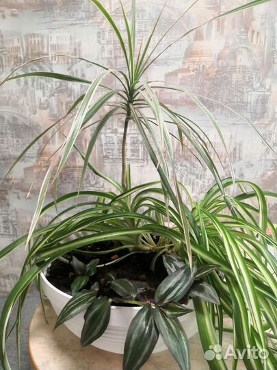 Драцена, хлорофитум, традисканция Зибрина