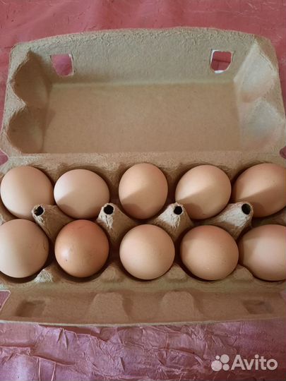 Инкубационное яйцо породистых кур мясной породы