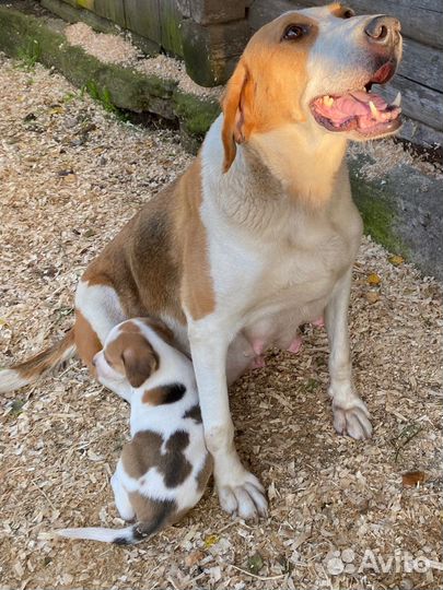 Щенки русской пегой гончей