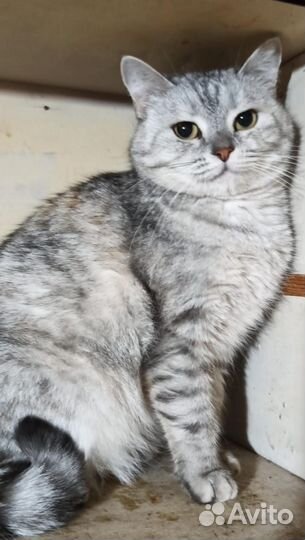 Кошка