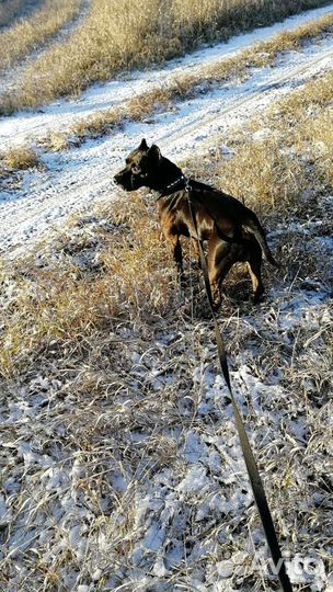 Питбуль (вязка)