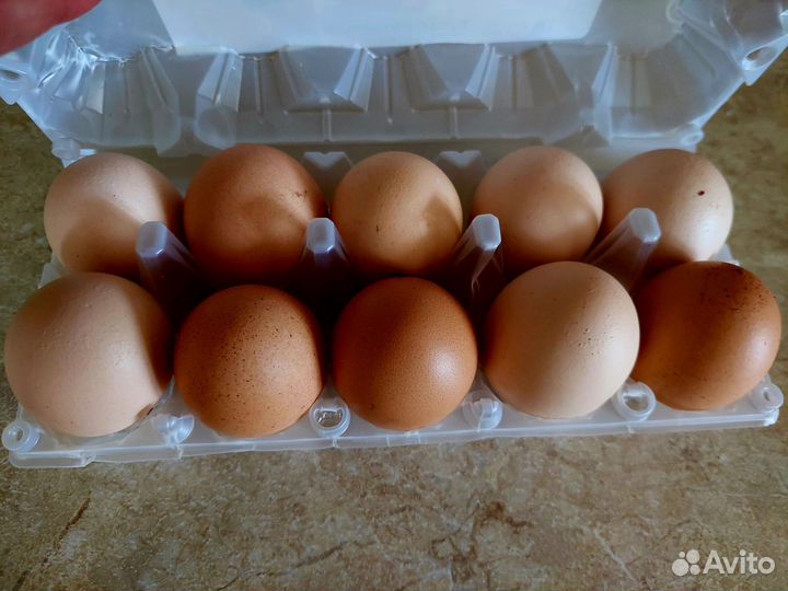 Куры несушки