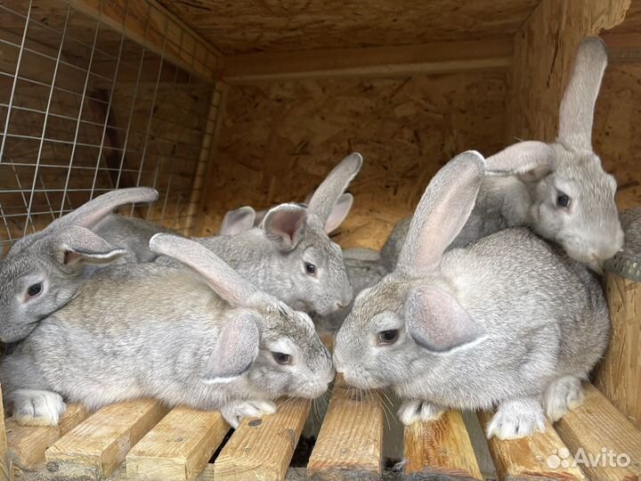 Калифорнийские кролики и советская шиншилла