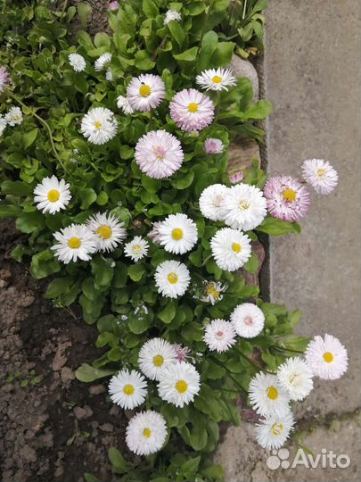 Маргаритки