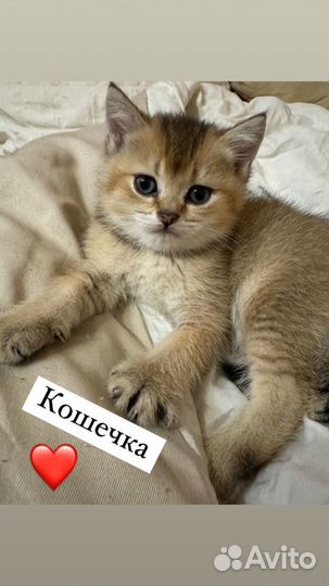 Британские котята золотая шиншилла