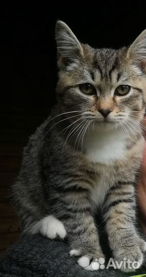 Котёнку очень нужен дом