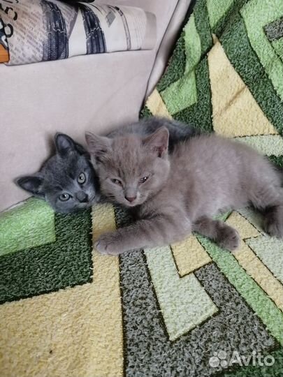 Простые котята от обычной кошки. Ищут дом