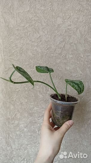 Сциндапсус пиктус треби