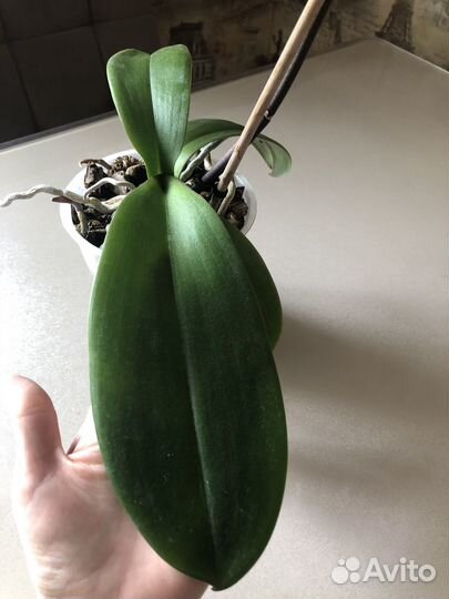 Орхидея биг лип